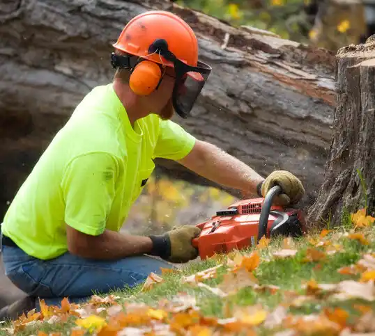 tree services Derby